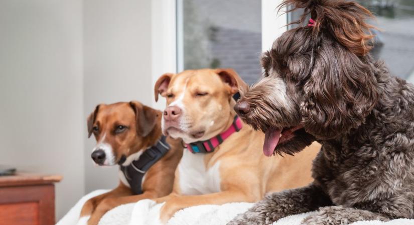 Felismered a legnépszerűbb kutyafajtákat Somogyban a legújabb EB-tesztünkben?