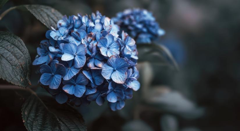 Ettől lesz kék a kerti hortenzia
