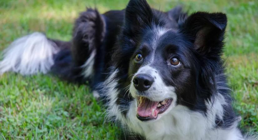Több mint 50 métert zuhant egy kutya és gazdája – videón az életmentő akció