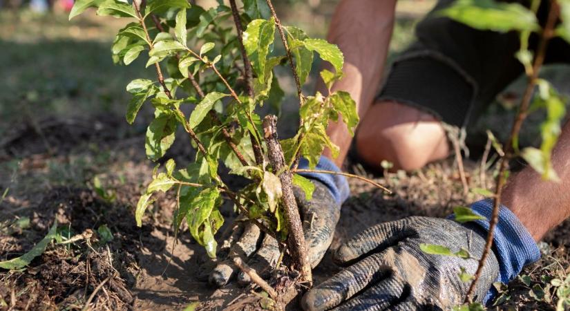Zöldebb lesz a tokaji Finánc-domb