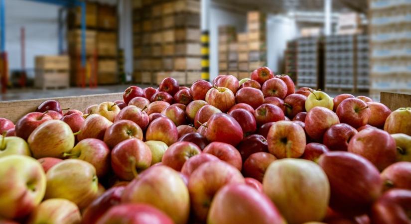 Ez az igazság: alapvetően importból oldjuk meg a hazai almaellátást