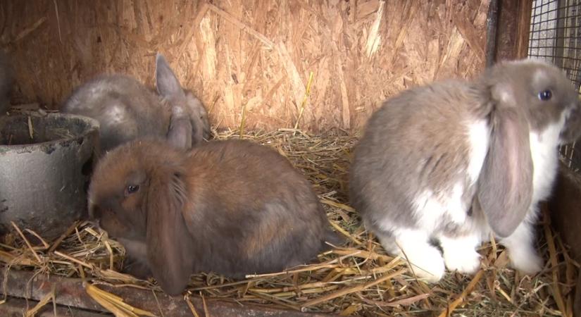 Élő ajándék, nagy felelősség