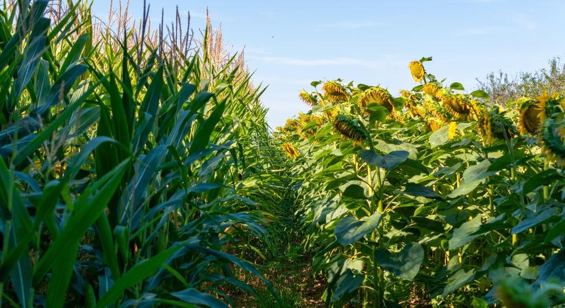 Új korszak a Kukoricázz velünk! termelési versenyben – a napraforgó is pályára lép