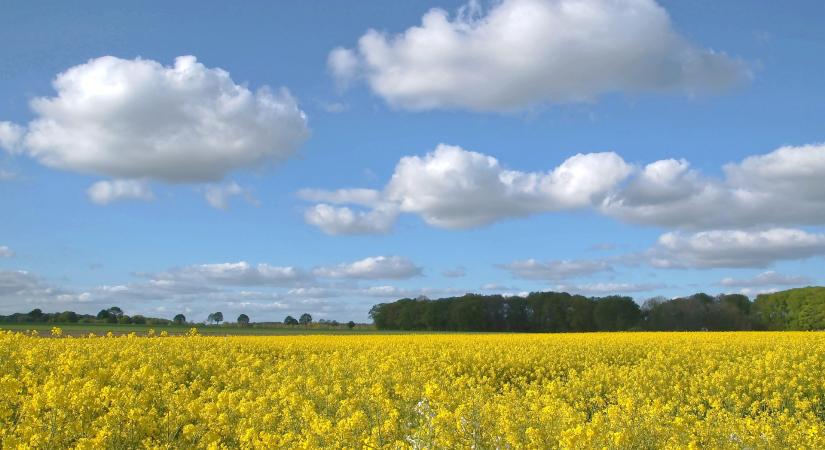 A kukorica után a repce is nehéz helyzetbe került a Dél-Alföldön