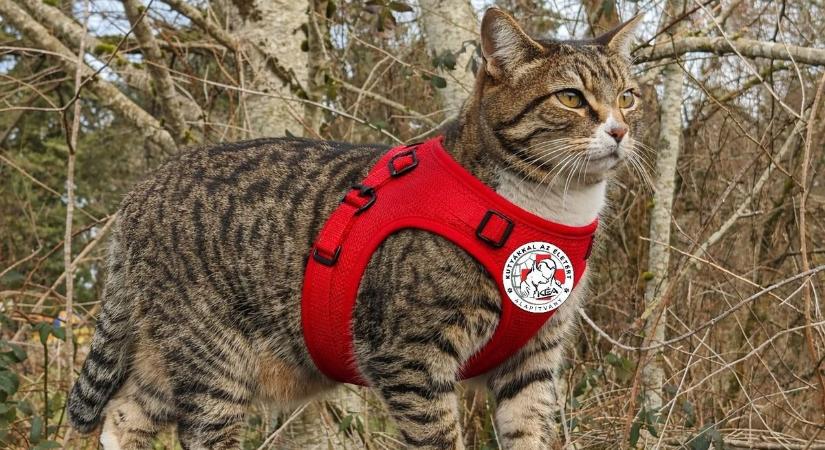 Itt a nagy bejelentés: indul a mentőmacska képzés Jászberényben!