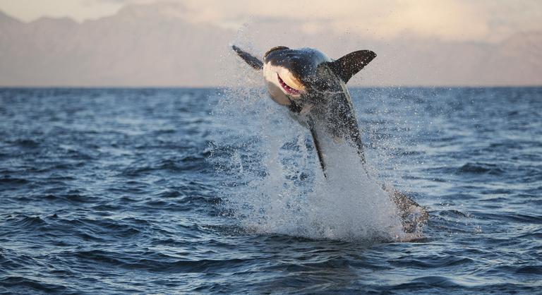 Húsdarabok, golflabdák és egy cápa  ezek voltak a legfurcsább dolgok, amelyek az égből hullottak alá