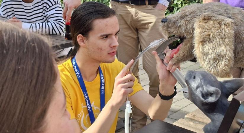 Hat országos döntő egy tanévben – pápai diák tarol a versenyeken