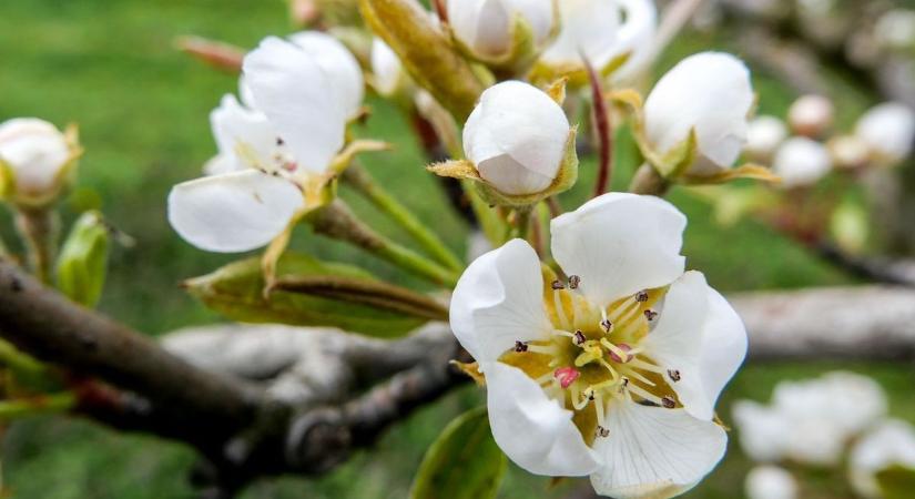 Jön a tavaszi meleg, de a szél még nem múlik – húsvét felé haladva egyre jobb idő lesz