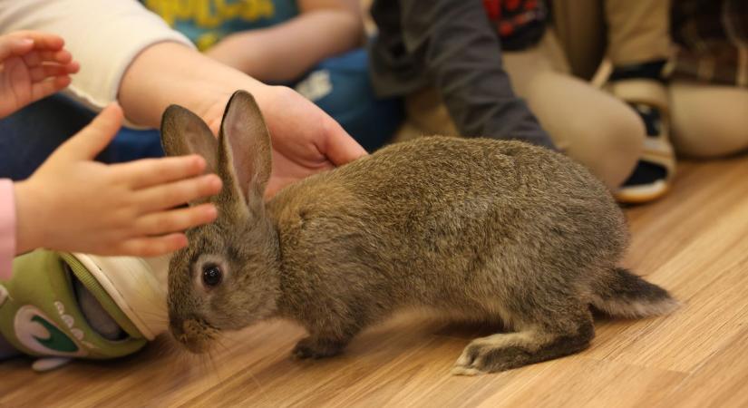 Húsvéti élmények és felelős állattartás: nyuszik érkeztek a baji óvodába fotók
