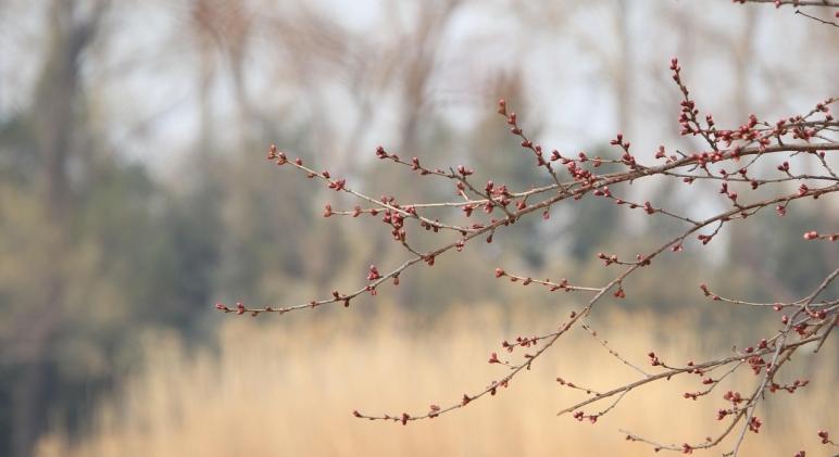 Hogyan védekezhetünk a gyümölcsösben a monília ellen? Elmondjuk