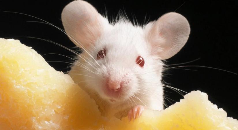 Meddig klónozható egy egér?