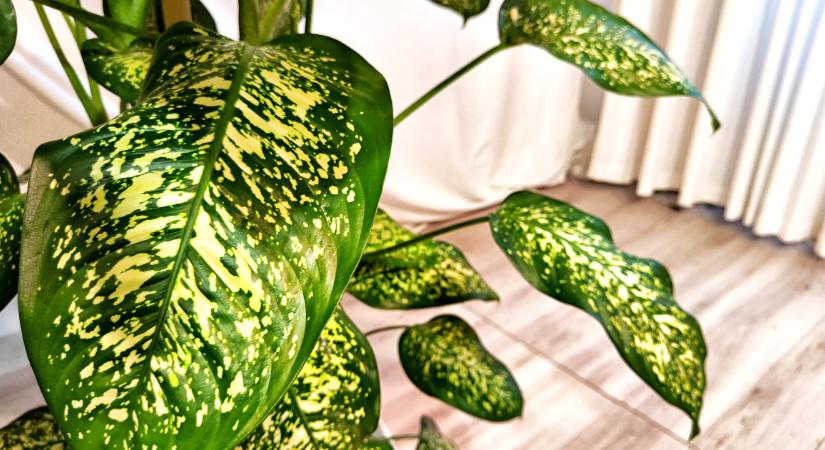 Gyűlölsz takarítani? Ezektől a szobanövényektől tisztább lesz a lakás, még porszívózni sem kell annyit