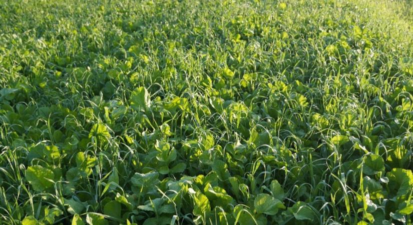 Köztesnövények a gyakorlatban: mitől lesz sikeres a termesztés?