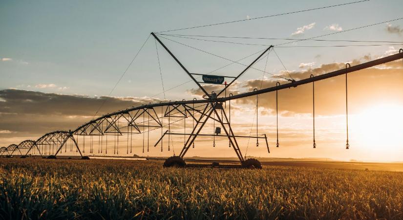 Öntözés nélkül nincs biztonság: Amikor a 40 fokos hőség már a vizet is elégeti