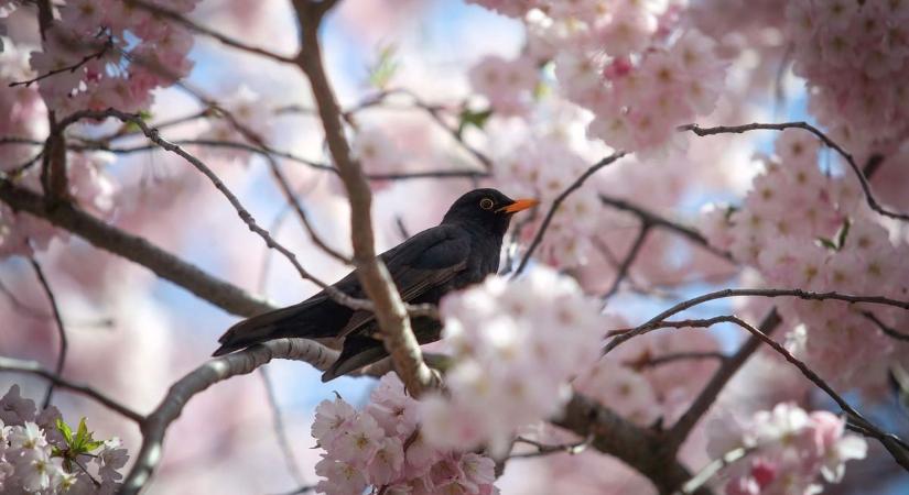 Megtréfálhatja a borsodiakat a csütörtöki időjárás