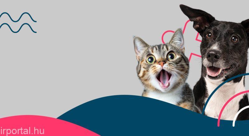 A Kutyajogsi után Macskajogsit is szerezhetünk