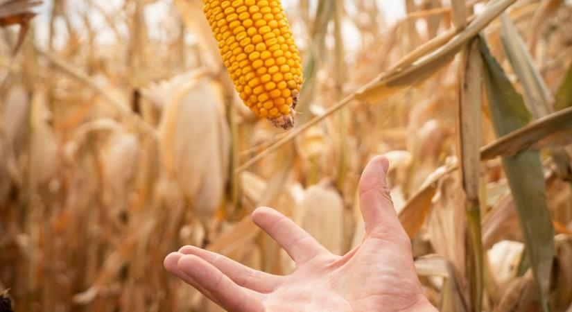 Kukoricatermelés: lehull a lepel, így csinálják a legjobbak!