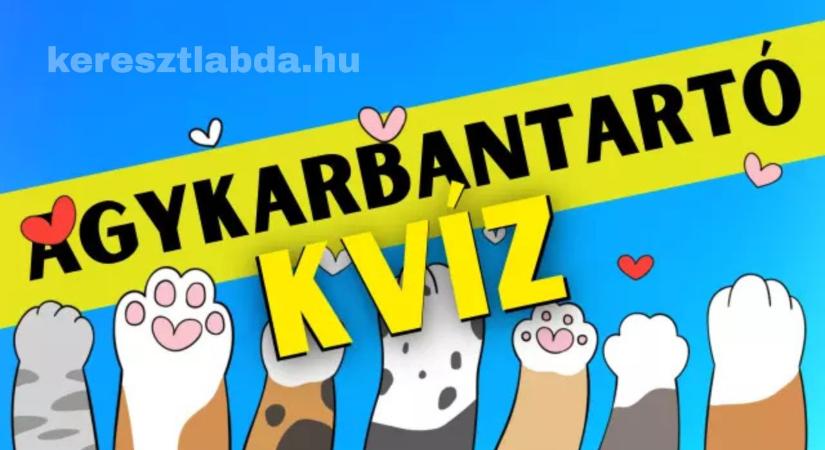 Napi agykarbantartó feladat: Meg tudod számolni a macskákat? Csak a legélesebb szeműeknek sikerül!