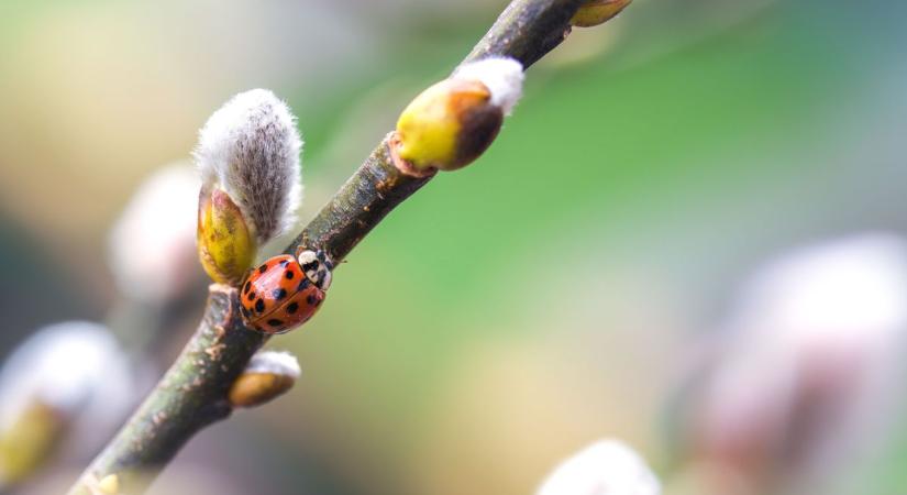 Záporok és erős szél is jöhet – ilyen idő vár ránk holnap