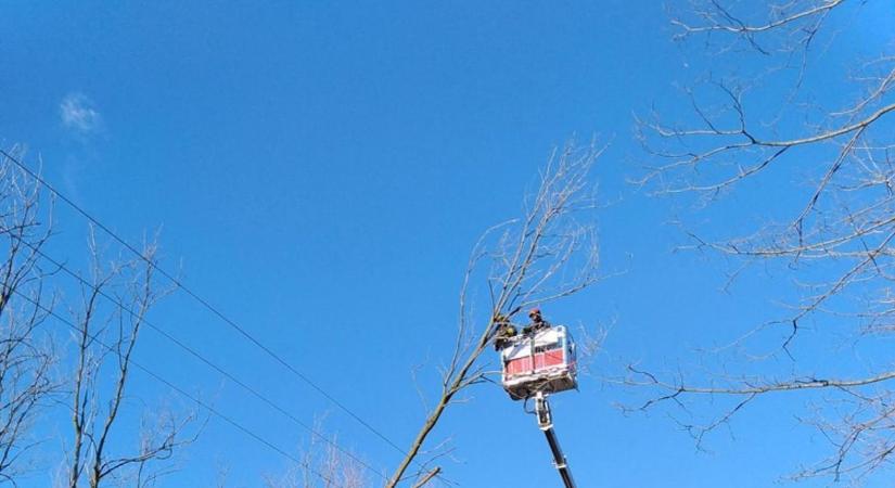 Menet közben dőlt rá egy fa egy autóra Komlón