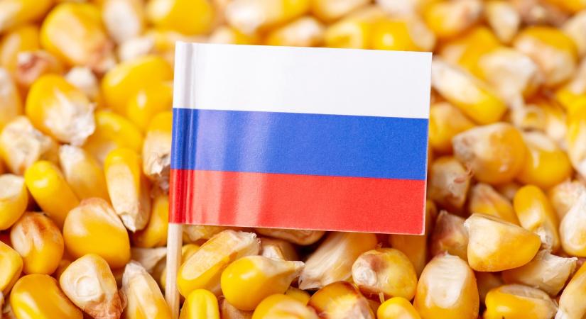 Ki hitte volna? Már kukoricával hódítanak az oroszok