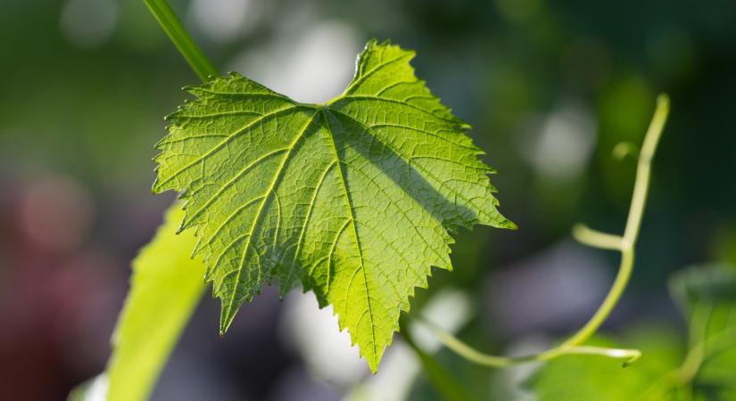 Kötelező feladatot kaptak a gazdák: nagy árat fizethet, aki fittyet hány rá