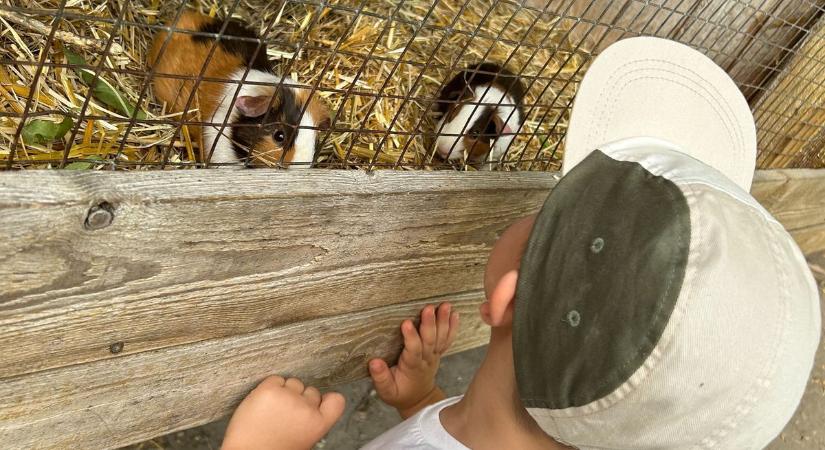 Állati program: nyitnak a vadasparkok Győr-Moson-Sopronban, csokorba szedtük a lehetőségeket