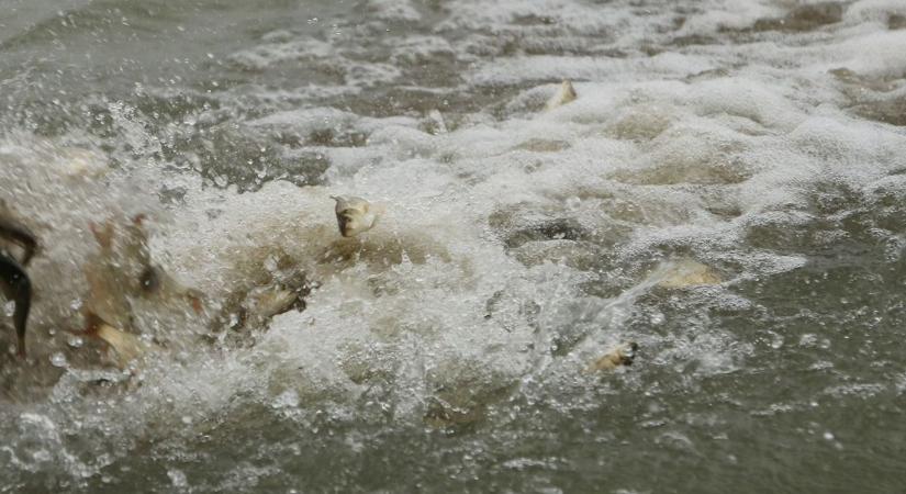 Nem maradnak üresen a horgok az ünnepekre: nagy bejelentést tett a szövetség