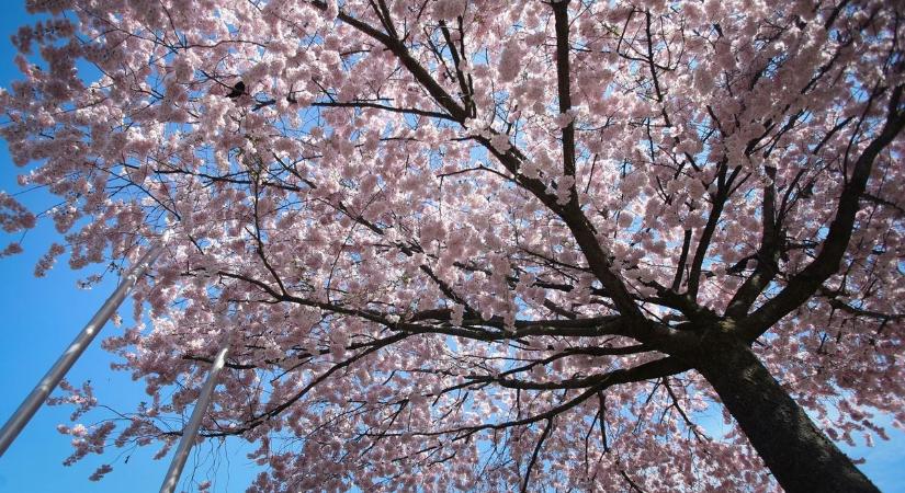 Programokhoz ideális kezdés: ilyen időjárással indul a tavaszi szünet