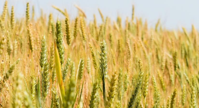 A néphagyomány nem hazudik: napokon belül kiderül, milyen lesz a termés