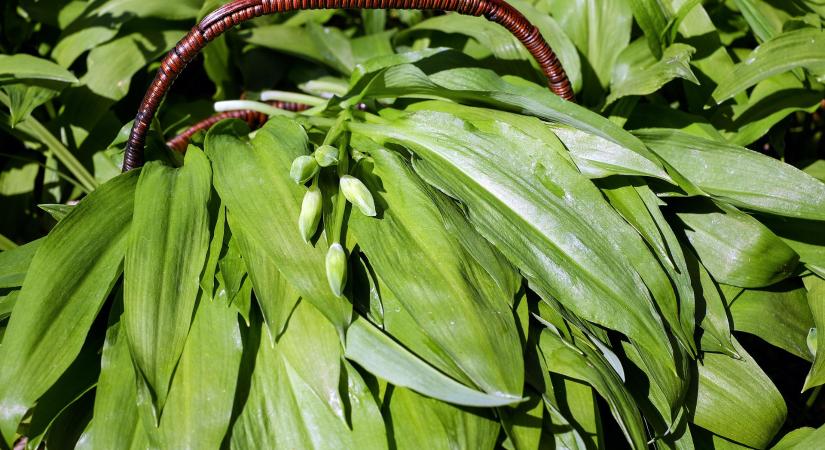 Indul a medvehagyma szezon