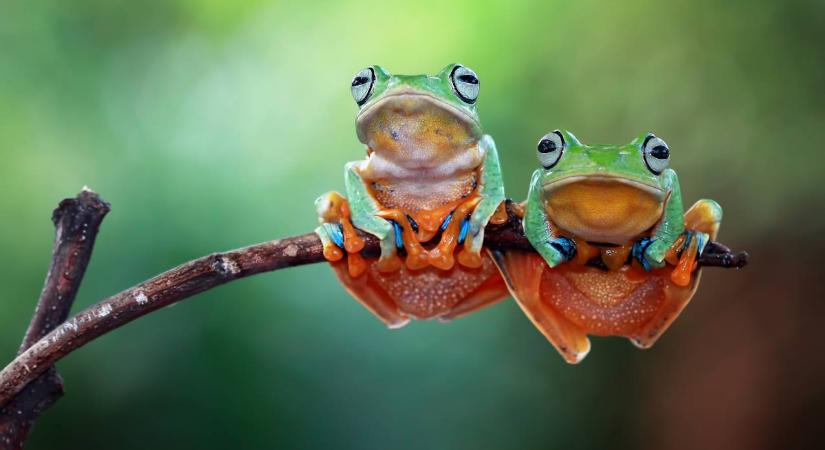 Furcsa módszer a hátfájás ellen: ez a nő békákat nyelt le a gyógyulás érdekében