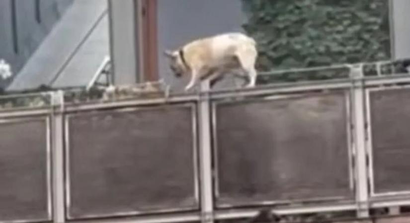 Kiesett egy kiskutya egy negyedik emeleti Budai úti lakás erkélyéről – videó
