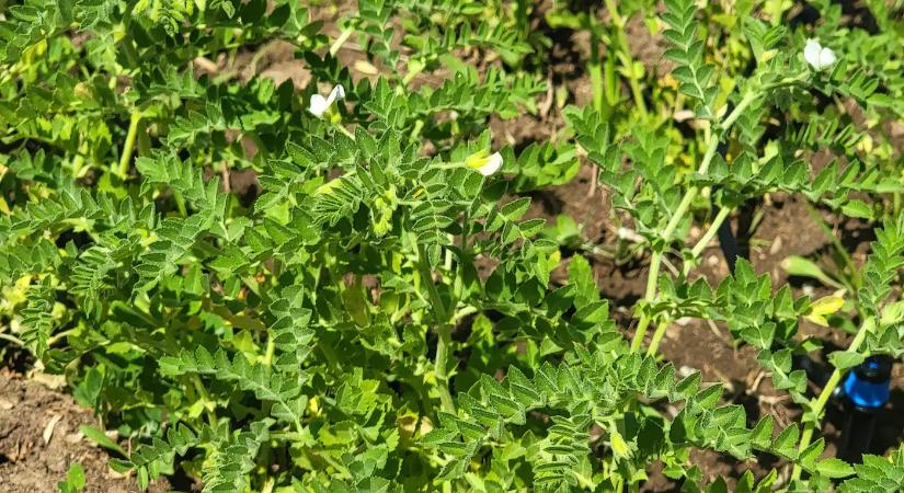 Ez a zöldséget ültetik a lusta magyarok: évekig terem, szinte gondozás nélkül