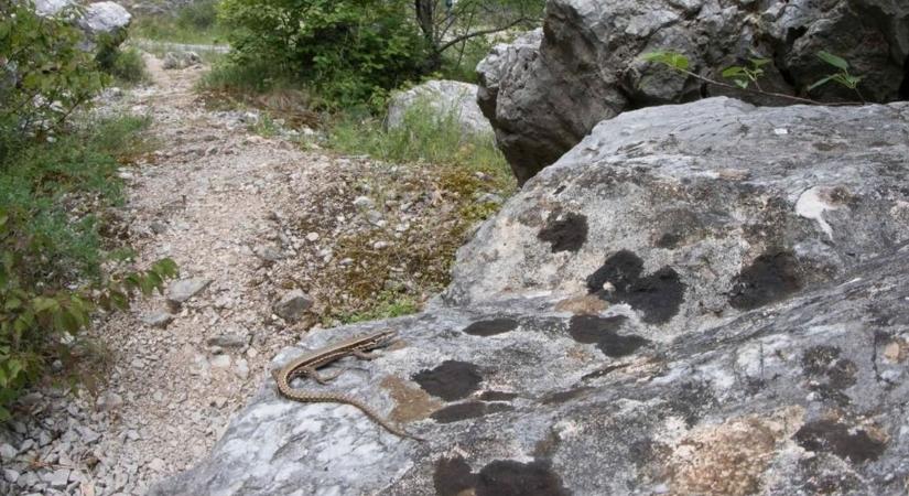 Indul az idei Tavaszi természetles - Bárki bekapcsolódhat, mutatjuk hogyan