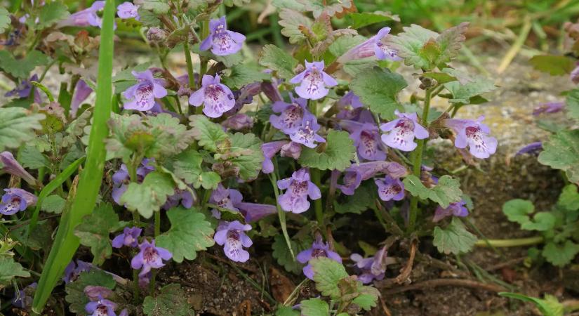 A legtöbb magyar ember kiírtja, pedig aranyat ér: ezért ne irtsd ki a földi borostyánt a kertedből