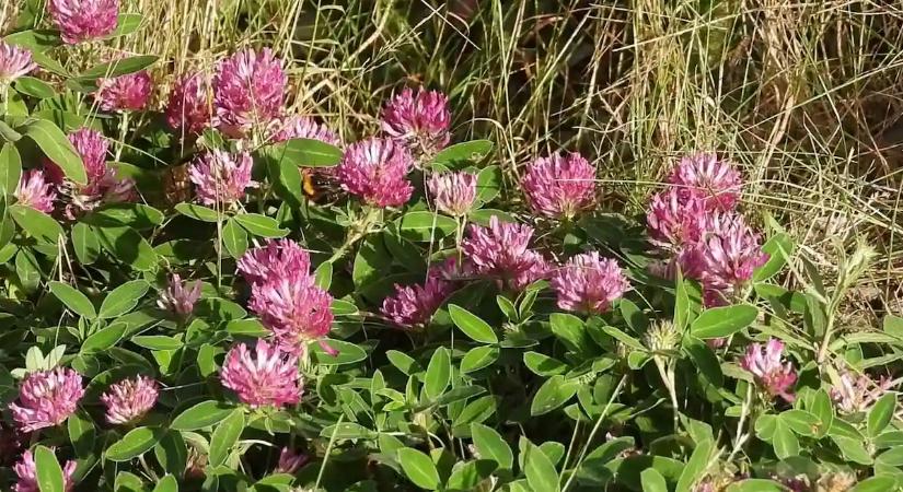 Eláruljuk, miért követed el életed hibáját, ha kihúzod ezt a gyomot a kertedben