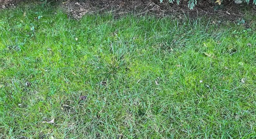 Most hétvégén végezd el ezt a kerti munkát, és gyönyörű lesz a gyep a kertedben