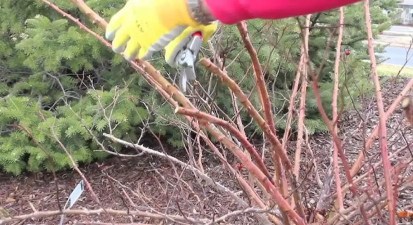 Roskadásig a rózsa a virágoktól, ha így metszed meg: a kertészek bevált módszere