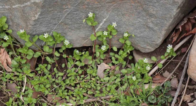 Gyomnak hiszik a magyarok, pedig aranyat ér: Erre hasznosítjuk a tyúkhúrt
