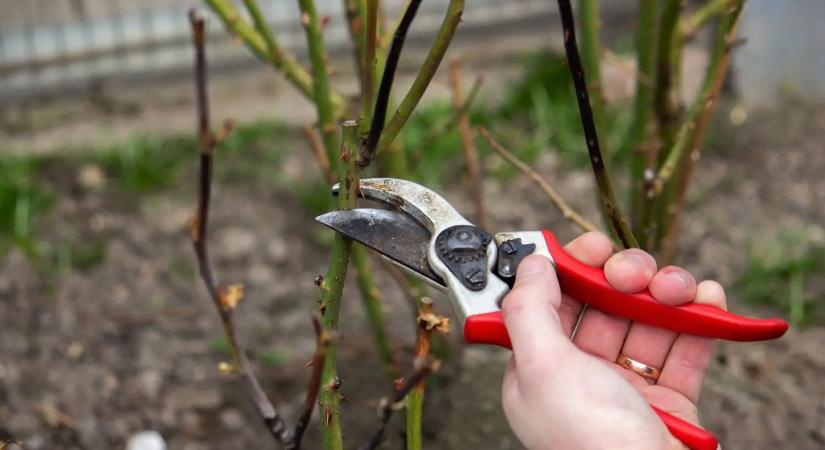 Ez a gyümölcsfák metszésének 10 legfontosabb aranyszabálya – ha ezeket betartod, garantált a termés!