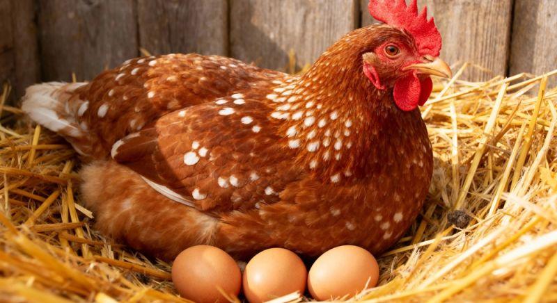 Mi köze a T. rex-nek a húsvéthoz – több mint gondolnád