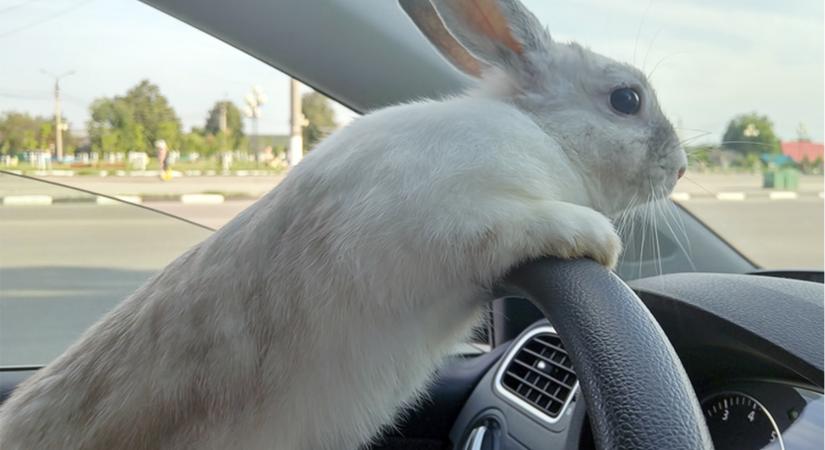 Ha ezt 4 szabályt betartod húsvétkor, nem lehet baj