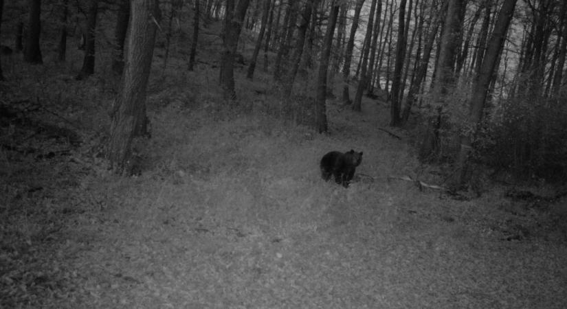 Kétmillió óra a vadonban, 800 megvédett haszonállat – három évig figyeltük a hazai nagyragadozókat