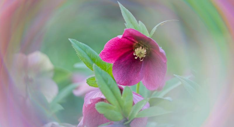Tavasz a Szelestei Arborétumban egy speciális prizmán keresztül