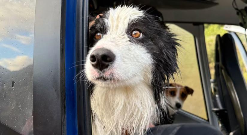 Vízesés ragadta el, most hazatérhet Molly, a border collie