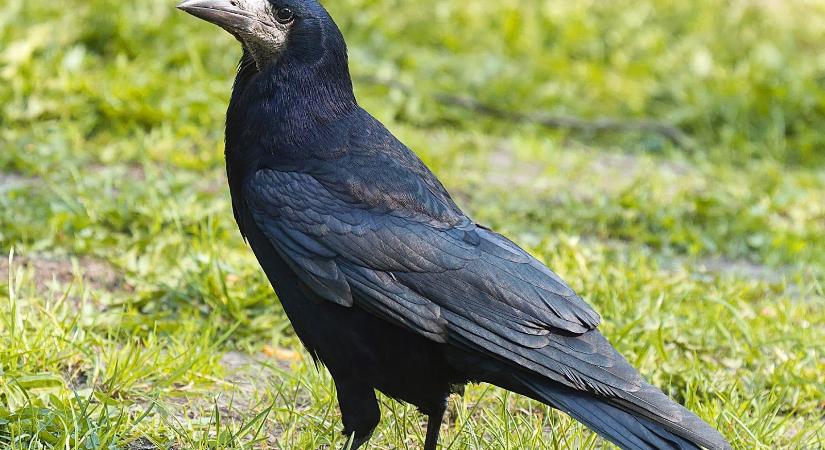 Börtönöltelékek nevelik ezeket a madarakat, a legocsmányabb dologra is betaníthatóak