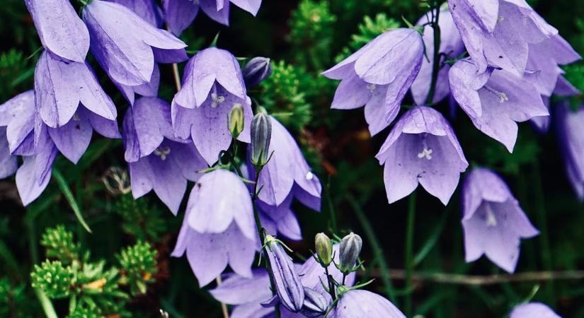 A harangvirág lesz a kert legszebb dísze, ha áprilisban erre odafigyel