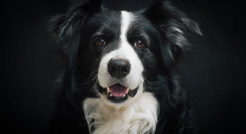 Helikopterrel mentették ki Mollyt, aki egy hetet várt gazdájára egy szigeten