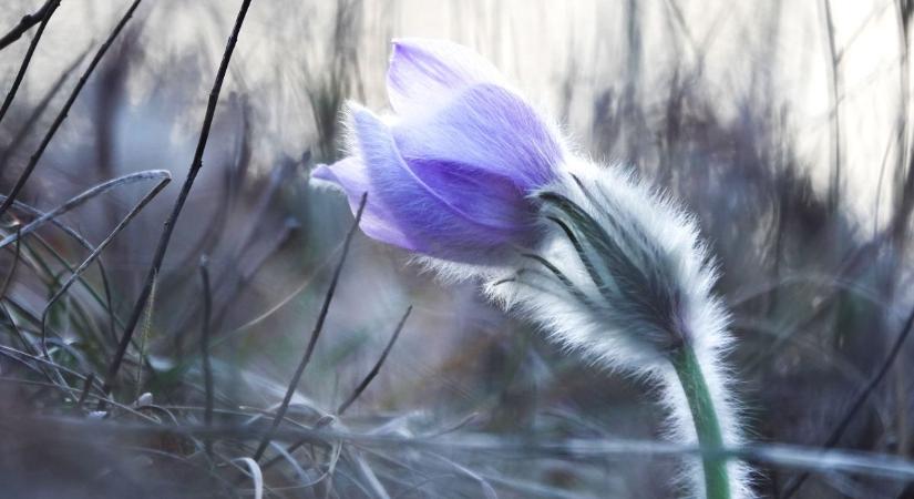Megtévesztő lesz a mai időjárás Veszprémben – nem marad ilyen sokáig